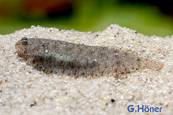 Leptachirus klunzingeri (Weber, 1907)
